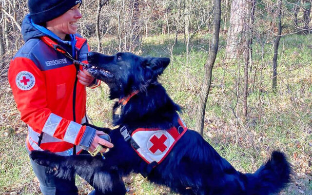 Rettungshund meldet bei BRK-Hundeführerin zurück.